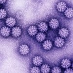 HPV: cos’è, sintomi, prevenzione e perché la diagnosi precoce è fondamentale