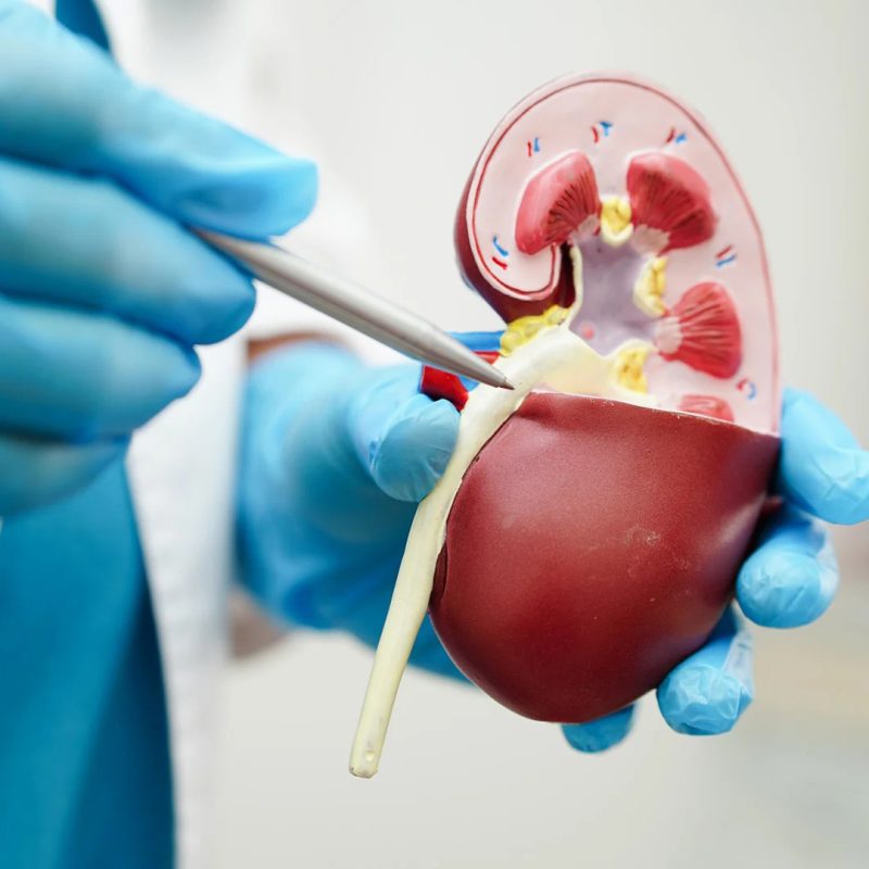 Visita urologica per uomo e donna - Bologna e Verona - Omniclinics